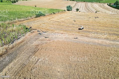 Aerial View Of Cropland With By Drone Stock Photo Download Image Now