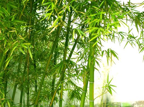 Bamboo Wallpaper HD - WallpaperSafari