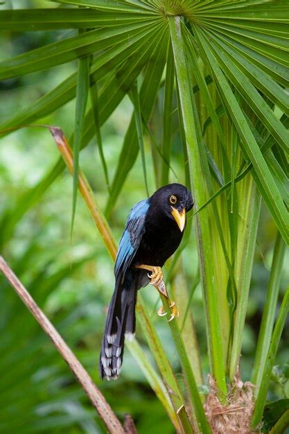 O Yucatan Jay Cyanocorax Yucatanicus Uma Esp Cie De Ave Da Fam Lia