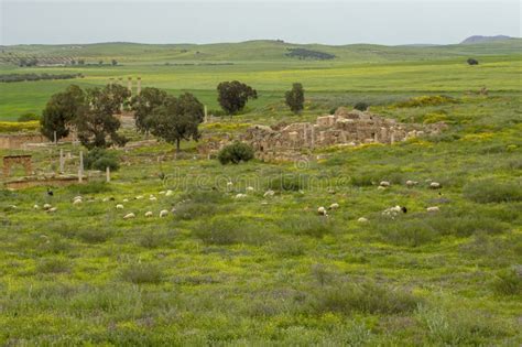 Sheep Amongst Ancient Ruins, Thuburbo Majus, Tunisia Stock Image - Image of mellane, countryside ...