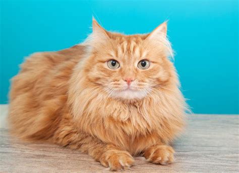 Fluffy Ginger Cat Stock Photo Image Of Relaxation Resting 35472706