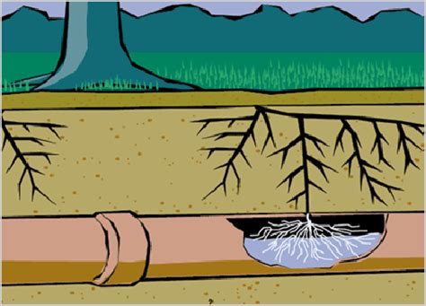 Sewer Line Root Intrusion Advanced Trenchless