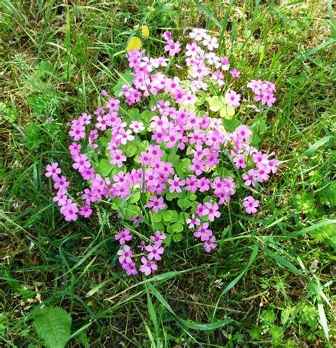 Foto Sfida 19 Tutta Fiori Tutta Rosa Casalinga Per Caso