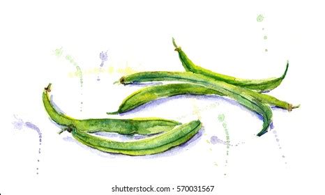 Green Beans Watercolor Images, Stock Photos & Vectors | Shutterstock