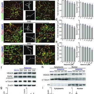 Effects Of Ketamine On MSN Dendritic Growth A Schematic And Timeline