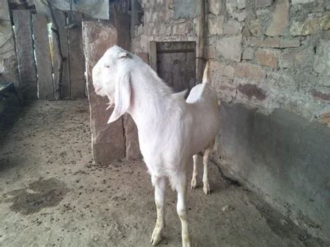 Sojat White Male Goat Meat At Rs Kg In Riico Industrial Area