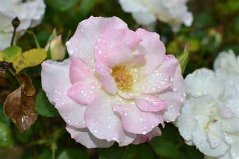 Fondos de pantalla Flores flor rosado flora pétalo Planta de