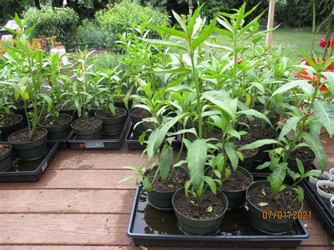 Potted Milkweed With Caterpillar For Insect Habitat Cages Milkweed 4