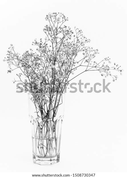 Gypsos Flower Over 612 Royalty Free Licensable Stock Photos Shutterstock