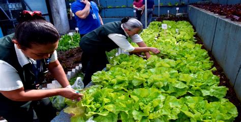 Projetos Sociais Impactam Mais De Mil Pessoas Acontece Curitiba