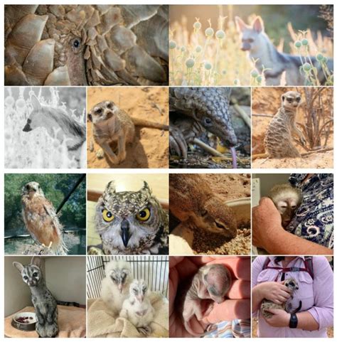 Pangolin rescue and rehabilitation - Pangolin.Africa