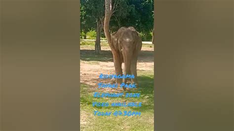 Elephant Zone At Ridiyagama Safari Park Youtube