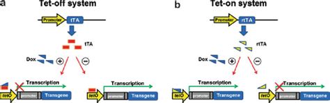 2 Tetracycline Tet Controlled Transcriptional Regulation Systems A