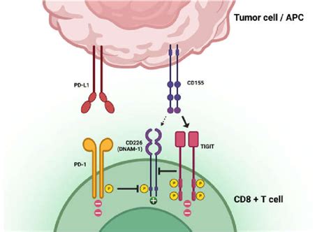 T Cell Immunoreceptor With Immunoglobulin And Immunoreceptor