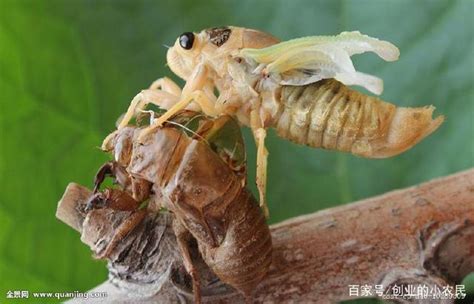 金蟬養殖之自建養殖網棚的種源採集和注意問題 每日頭條