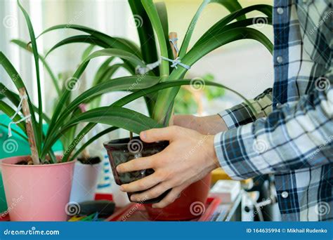 Las Manos Libres Y Cuidar Las Plantas En Macetas Foto De Archivo