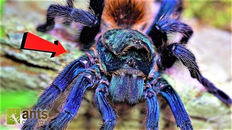 Worlds Most Beautiful Tarantula In Peril Youtube