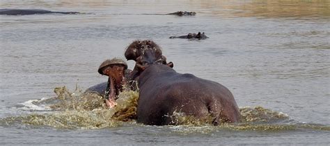 Hippo Hippopotamus Fight - Free photo on Pixabay - Pixabay