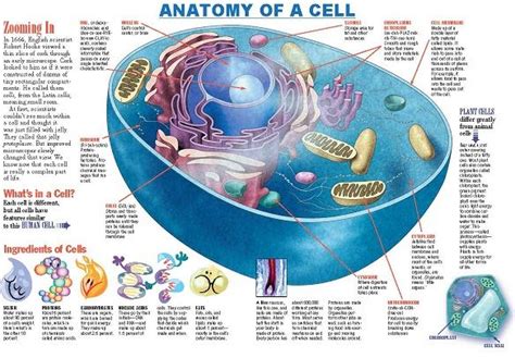 The Anatomy Of A Cell - Anatomy Reading Source