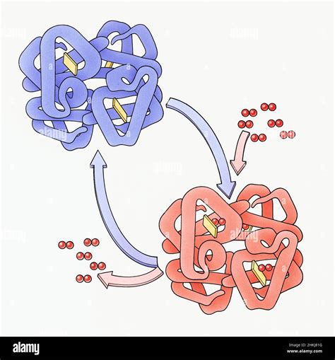 Haemoglobin and oxyhaemoglobin, illustration Stock Photo - Alamy