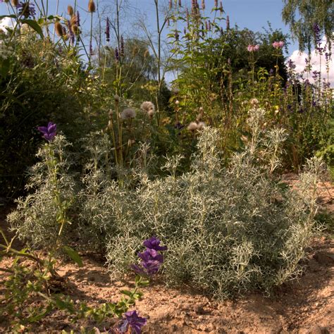 Artemisia Armeniaca Artemisia Alba Canescens