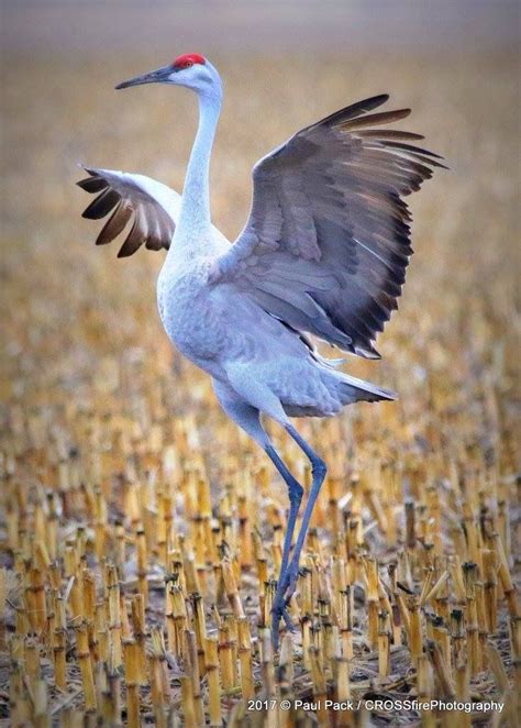 Dancing Sandhill Crane. Platte River Flyway, Nebraska. By Paul Pack ...