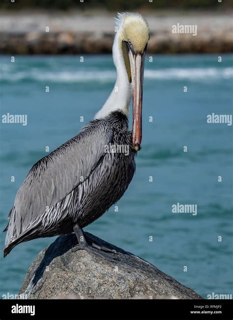 Pelican In Florida Stock Photo Alamy