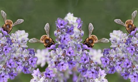 Insekter Bin Pollen Gratis Foto P Pixabay