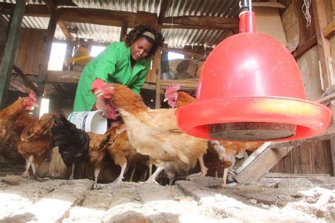 Poultry Farming In Kenya How Leah Makes Ksh 120000 Per Month