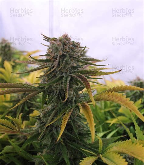 Critical Kush Regular cannabis seeds for sale - Herbies