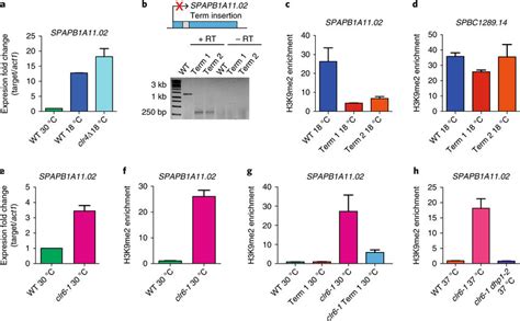 Facultative Heterochromatin Forms By An Rna Based Mechanism At C A