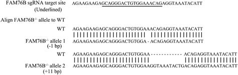 Figures And Data In Fam76b Regulates Nf κb Mediated Inflammatory