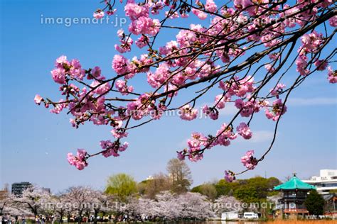 東京都台東区 桜紅豊の咲く春の上野公園、不忍池の写真素材 204607206 イメージマート