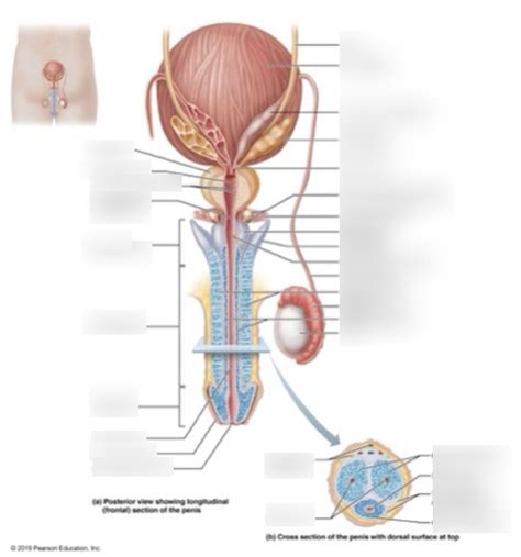 A P II Practical 2 Diagram 8 Diagram Quizlet