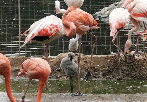 Baby Flamingos