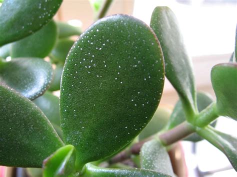 White Dots On My Succulent R Succulents