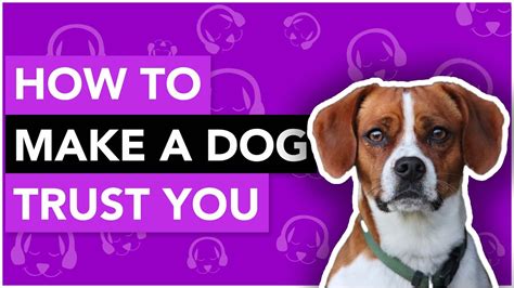 How To Make A Dog Trust You A Full Guide Youtube