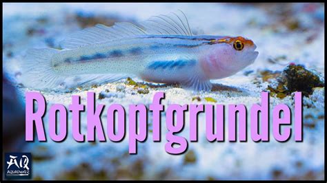 Rotkopfgrundeln Im Meerwasser Aquarium Halten AquaOwner YouTube