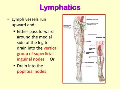 Ppt Posterior Compartment Of The Leg Powerpoint Presentation Id4700198