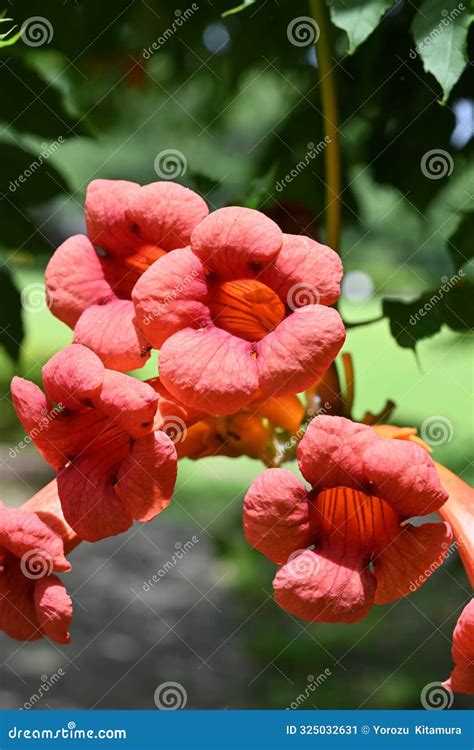 Campsis Grandiflora Commonly Known As The Chinese Trumpet Flower