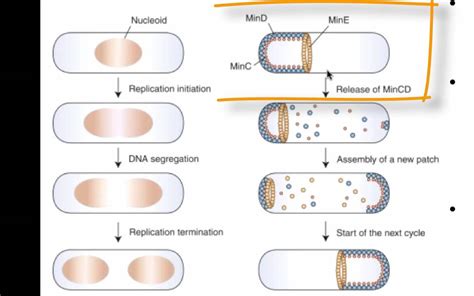 Bacterial Cell Division And Growth Youtube