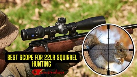 Best Scope For 22lr Squirrel Hunting Top 5 Pics Hot Sex Picture