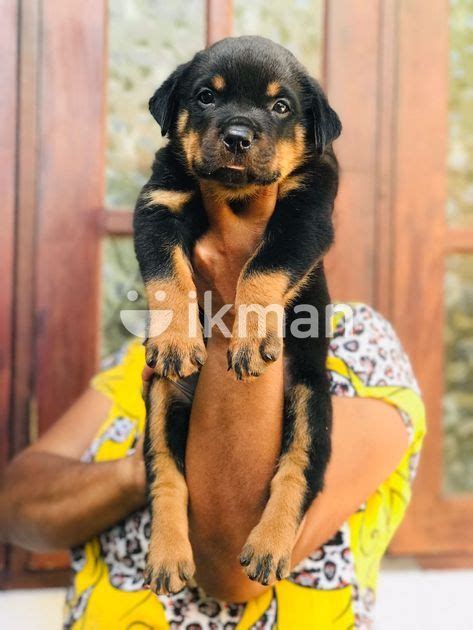 Kasl One Side Rottweiler Male Puppy For Sale In Ganemulla Ikman