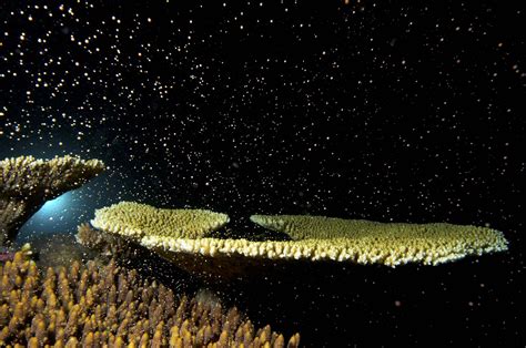 Coral Spawning On The Great Barrier Reef