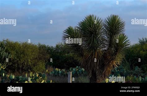 Mexican desert plants Stock Videos & Footage - HD and 4K Video Clips ...