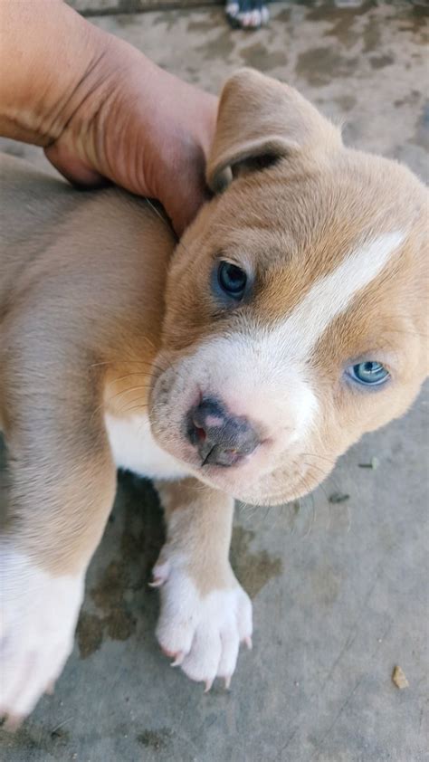 Female Pitbull Blue Nose Pitbulls Female Pitbull Puppies