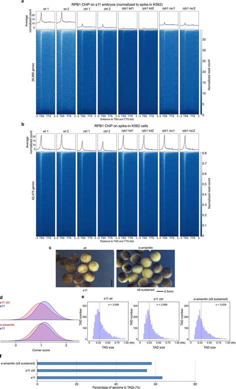 Effects Of Transcription Inhibition By α Amanitin And Rpb1