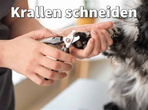 Hund Krallen schneiden schmerzfrei richtig kürzen Anleitung