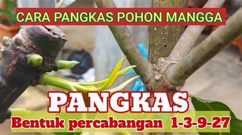 CARA BENTUK POHON MANGGA PEMANGKASAN TAHAP DEMI TAHAP YouTube