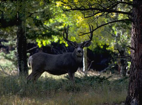 Buck Mule Deer - Rocky Mountain National Park (U.S. National Park Service)